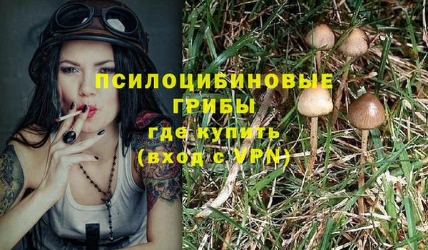 индика Белокуриха