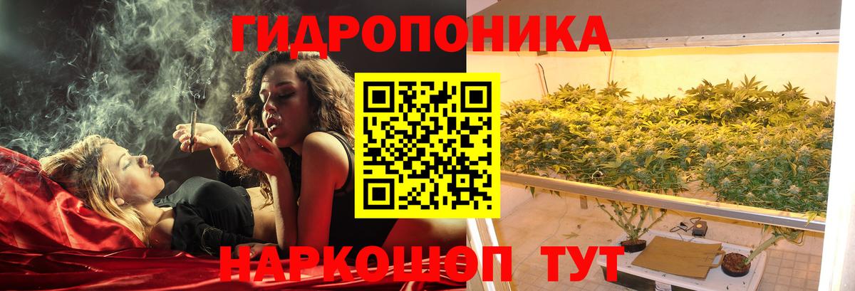 Канабис конопля Богданович